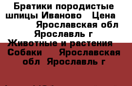 Братики породистые шпицы Иваново › Цена ­ 18 000 - Ярославская обл., Ярославль г. Животные и растения » Собаки   . Ярославская обл.,Ярославль г.